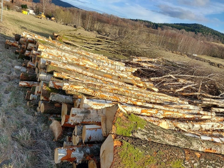 Birkenstämme – PEFC-zertifiziert